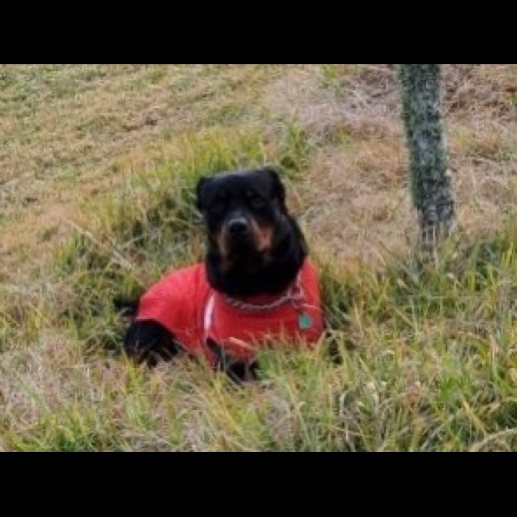 Meet your Posher, Ronaldo - Picture 1 of 1